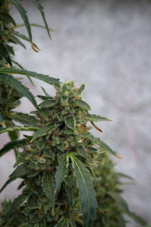 Black Diamond Auto By Zamnesia Pheno A. Week 11 - Black Diamond Auto Pheno A 
