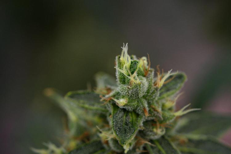 Black Diamond Auto By Zamnesia Pheno A. Week 11 - Black Diamond Auto Pheno A 