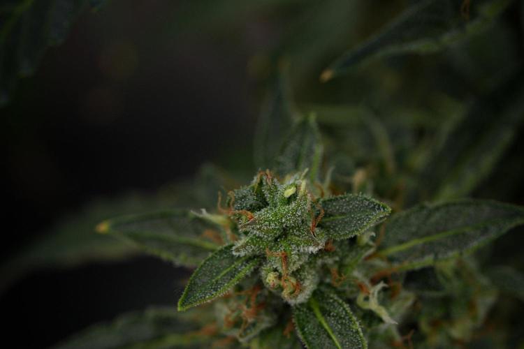 Black Diamond Auto By Zamnesia Pheno A. Week 11 - Black Diamond Auto Pheno A 