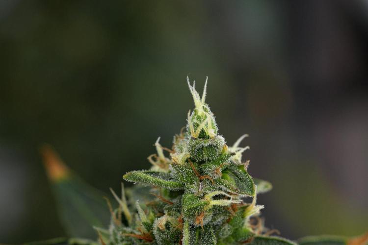 Black Diamond Auto By Zamnesia Pheno A. Week 11 - Black Diamond Auto Pheno A 