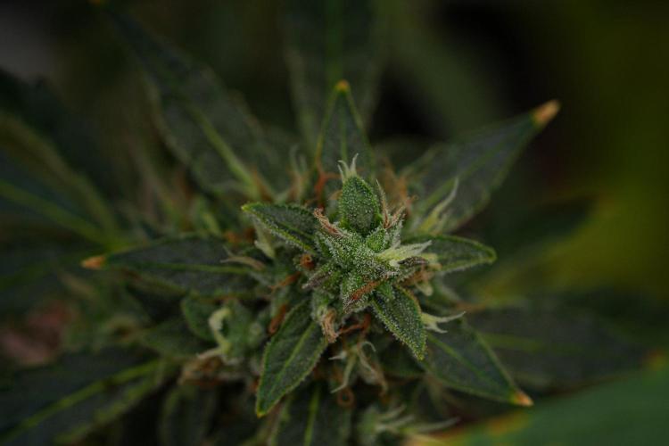 Black Diamond Auto By Zamnesia Pheno A. Week 11 - Black Diamond Auto Pheno A 