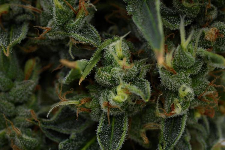 Black Diamond Auto By Zamnesia Pheno A. Week 11 - Black Diamond Auto Pheno A 
