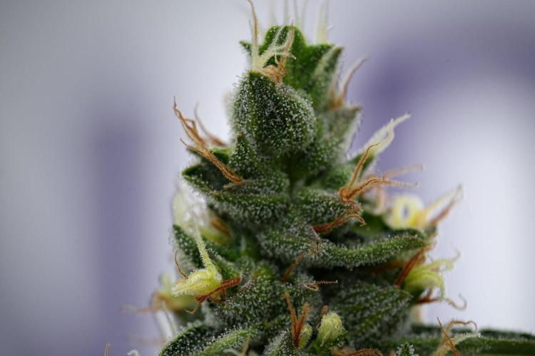 Black Diamond Auto By Zamnesia Pheno A. Week 11 - Black Diamond Auto Pheno A 