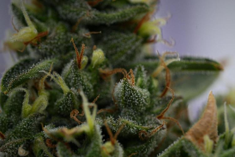 Black Diamond Auto By Zamnesia Pheno A. Week 11 - Black Diamond Auto Pheno A 
