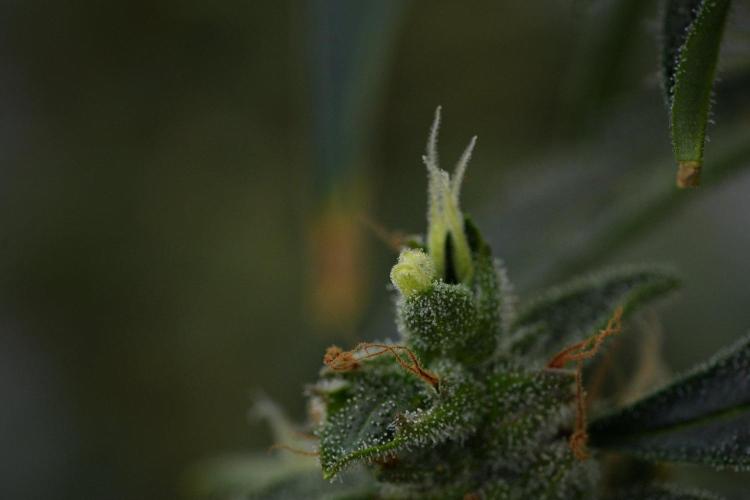 Black Diamond Auto By Zamnesia Pheno A. Week 11 - Black Diamond Auto Pheno A 