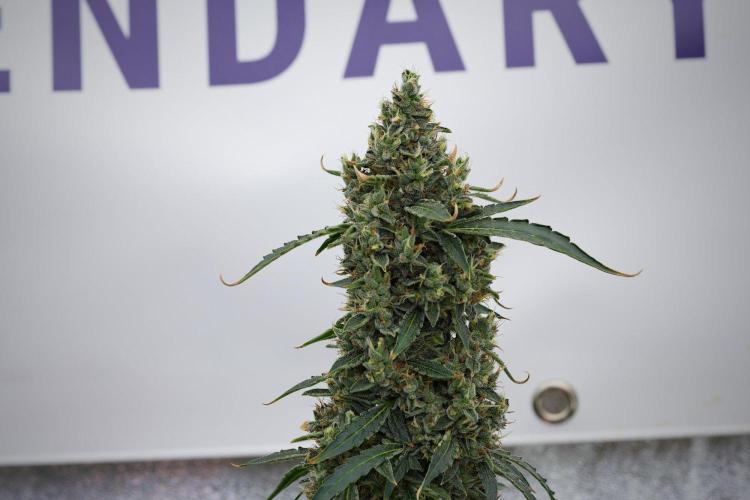 Black Diamond Auto By Zamnesia Pheno A. Week 11 - Black Diamond Auto Pheno A 