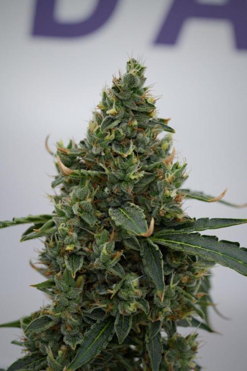 Black Diamond Auto By Zamnesia Pheno A. Week 11 - Black Diamond Auto Pheno A 