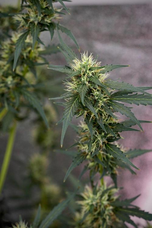 Candy Rain Auto By Zamnesia. Week 11 - Candy Rain Auto solo survivor