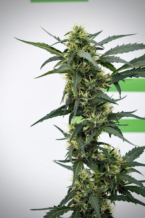 Candy Rain Auto By Zamnesia. Week 11 - Candy Rain Auto solo survivor