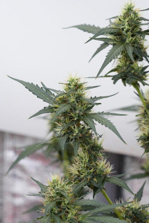 Candy Rain Auto By Zamnesia. Week 11 - Candy Rain Auto solo survivor
