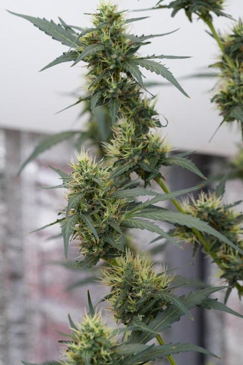 Candy Rain Auto By Zamnesia. Week 11 - Candy Rain Auto solo survivor