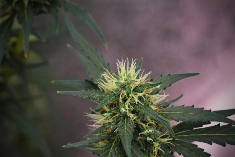 Candy Rain Auto By Zamnesia. Week 11 - Candy Rain Auto solo survivor