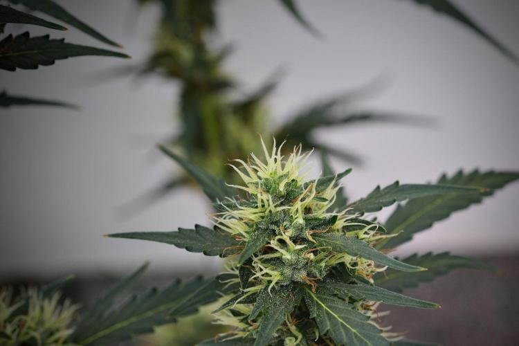Candy Rain Auto By Zamnesia. Week 11 - Candy Rain Auto solo survivor