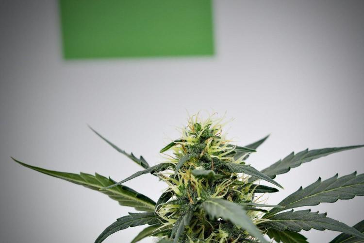 Candy Rain Auto By Zamnesia. Week 11 - Candy Rain Auto solo survivor