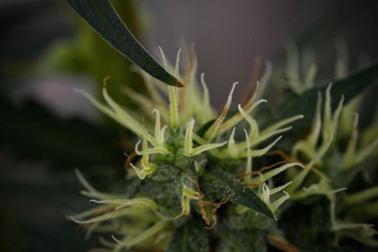 Candy Rain Auto By Zamnesia. Week 11 - Candy Rain Auto solo survivor