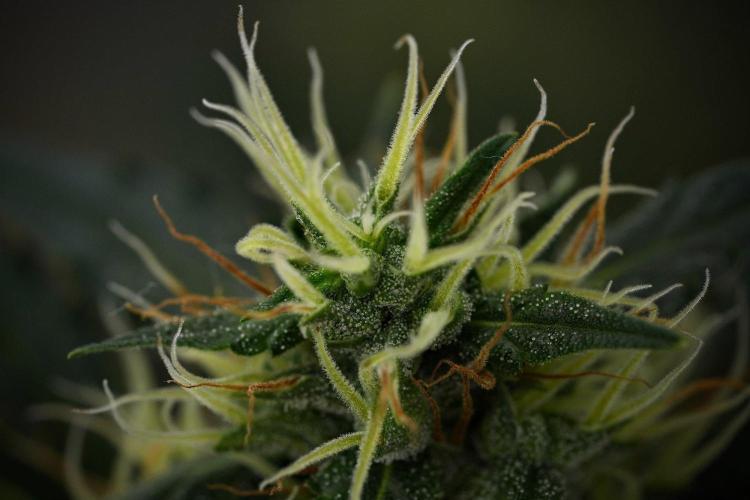 Candy Rain Auto By Zamnesia. Week 11 - Candy Rain Auto solo survivor