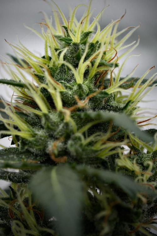 Candy Rain Auto By Zamnesia. Week 11 - Candy Rain Auto solo survivor