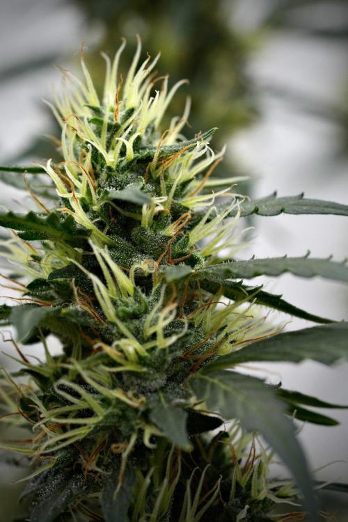 Candy Rain Auto By Zamnesia. Week 11 - Candy Rain Auto solo survivor