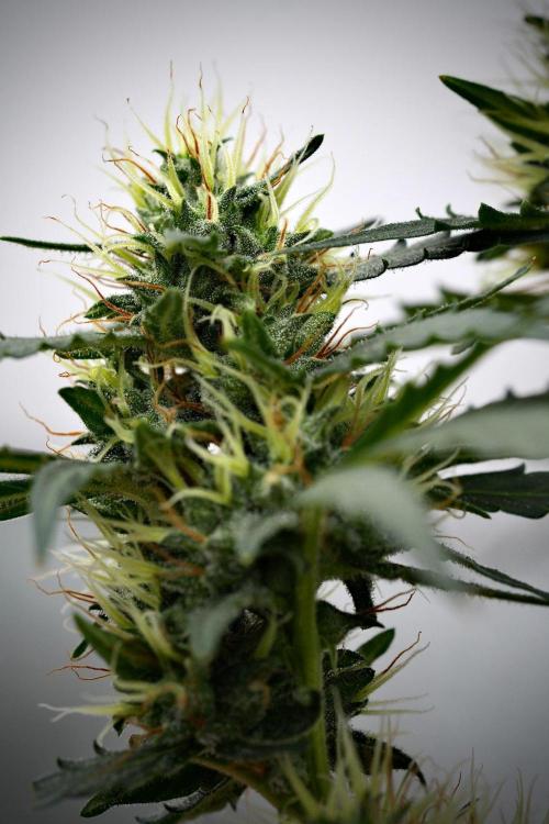 Candy Rain Auto By Zamnesia. Week 11 - Candy Rain Auto solo survivor