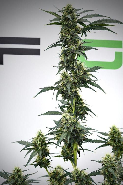 Candy Rain Auto By Zamnesia. Week 11 - Candy Rain Auto solo survivor