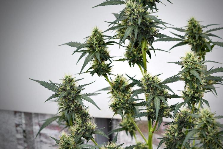 Candy Rain Auto By Zamnesia. Week 11 - Candy Rain Auto solo survivor