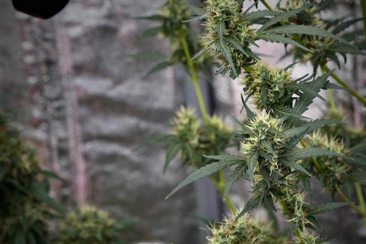 Candy Rain Auto By Zamnesia. Week 11 - Candy Rain Auto solo survivor