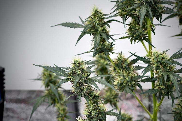 Candy Rain Auto By Zamnesia. Week 11 - Candy Rain Auto solo survivor