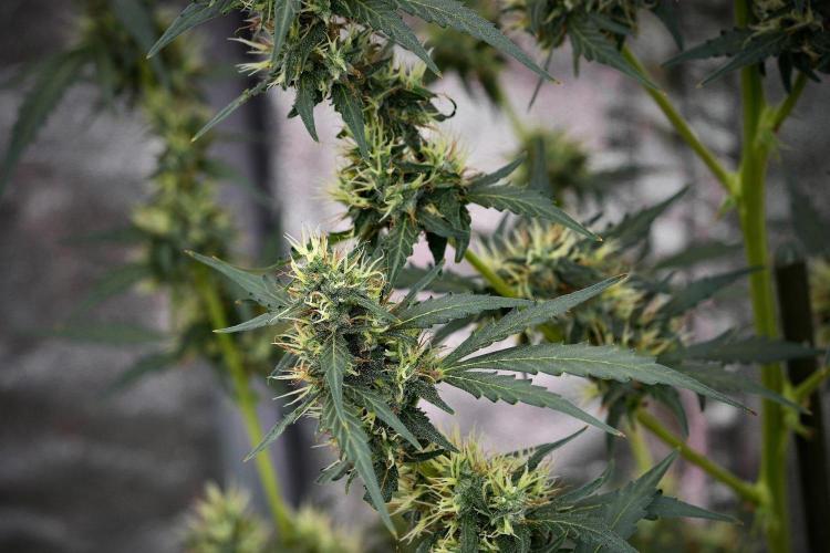 Candy Rain Auto By Zamnesia. Week 11 - Candy Rain Auto solo survivor