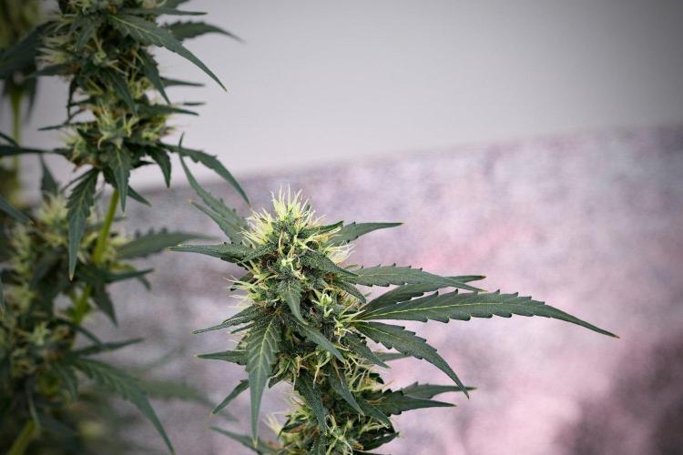 Candy Rain Auto By Zamnesia. Week 11 - Candy Rain Auto solo survivor