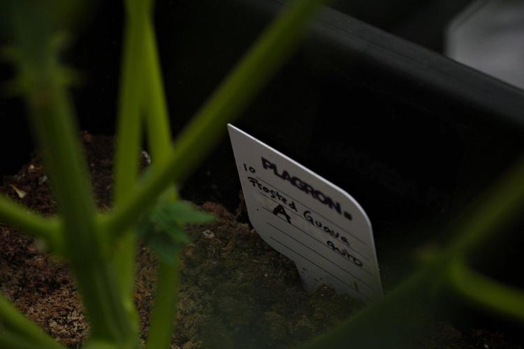 Frosted Guava Auto By Zamnesia Pheno A. Week 11 - Frosted Guava Auto Pheno A