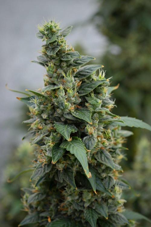 Frosted Guava Auto By Zamnesia Pheno A. Week 11 - Frosted Guava Auto Pheno A