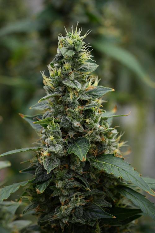 Frosted Guava Auto By Zamnesia Pheno A. Week 11 - Frosted Guava Auto Pheno A