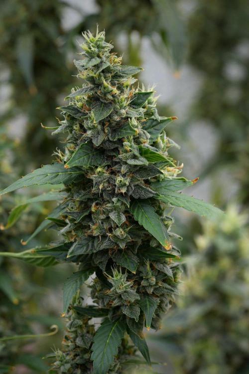 Frosted Guava Auto By Zamnesia Pheno A. Week 11 - Frosted Guava Auto Pheno A