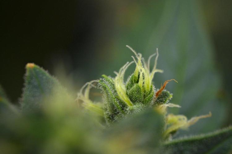 Frosted Guava Auto By Zamnesia Pheno A. Week 11 - Frosted Guava Auto Pheno A