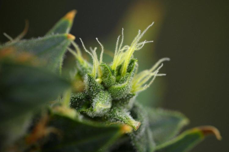 Frosted Guava Auto By Zamnesia Pheno A. Week 11 - Frosted Guava Auto Pheno A