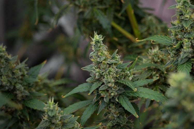Frosted Guava Auto By Zamnesia Pheno A. Week 11 - Frosted Guava Auto Pheno A