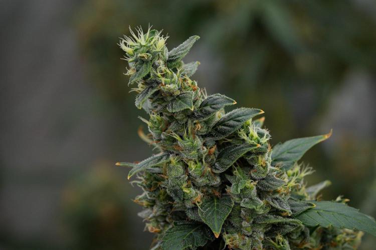 Frosted Guava Auto By Zamnesia Pheno A. Week 11 - Frosted Guava Auto Pheno A