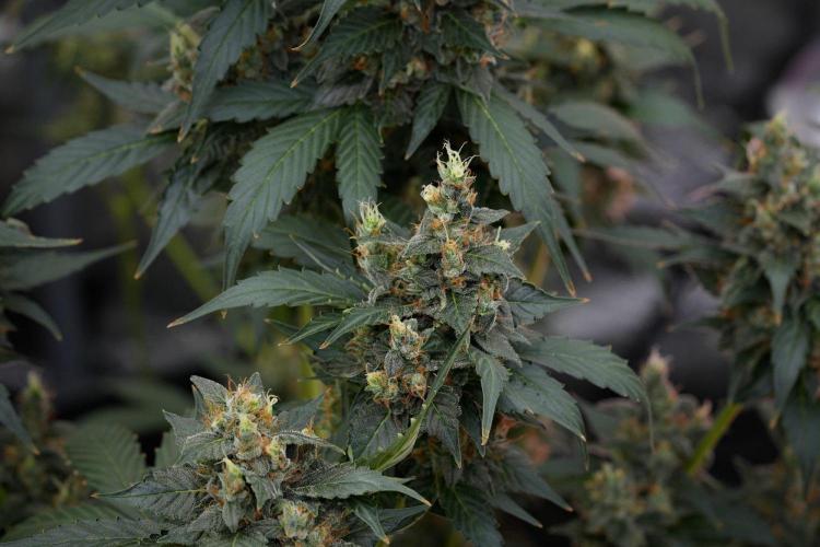 Pheno B Frosted Guava Auto By Zamnesia. Week 11 - Pheno B Frosted Guava Auto