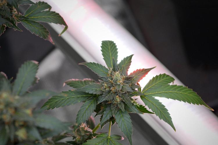 Pheno B Frosted Guava Auto By Zamnesia. Week 11 - Pheno B Frosted Guava Auto