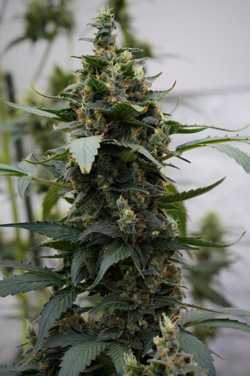 Pheno B Frosted Guava Auto By Zamnesia. Week 11 - Pheno B Frosted Guava Auto