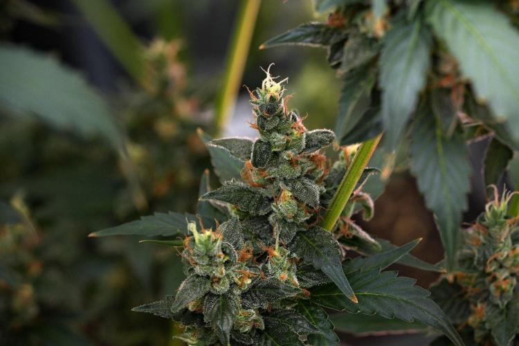 Pheno B Frosted Guava Auto By Zamnesia. Week 11 - Pheno B Frosted Guava Auto