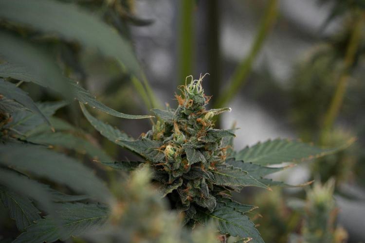 Pheno B Frosted Guava Auto By Zamnesia. Week 11 - Pheno B Frosted Guava Auto