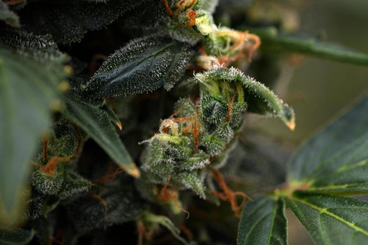 Pheno B Frosted Guava Auto By Zamnesia. Week 11 - Pheno B Frosted Guava Auto