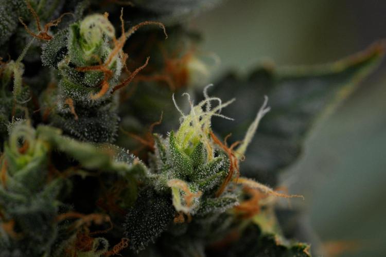 Pheno B Frosted Guava Auto By Zamnesia. Week 11 - Pheno B Frosted Guava Auto