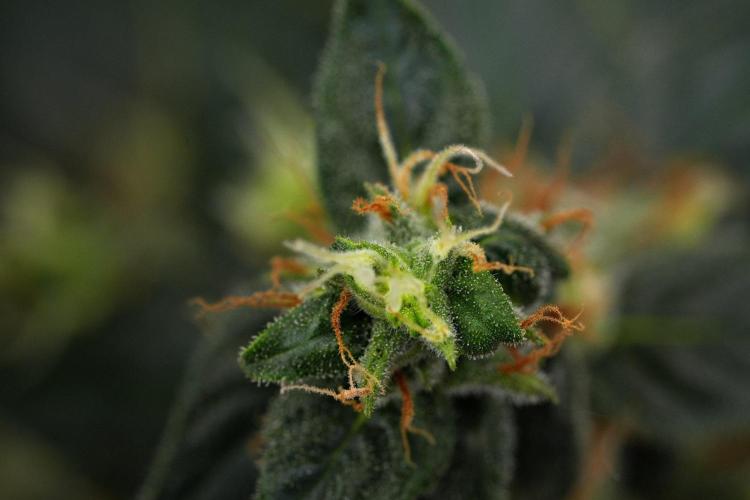 Pheno B Frosted Guava Auto By Zamnesia. Week 11 - Pheno B Frosted Guava Auto