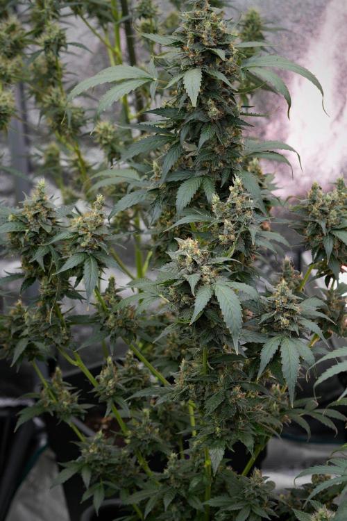 Pheno B Frosted Guava Auto By Zamnesia. Week 11 - Pheno B Frosted Guava Auto