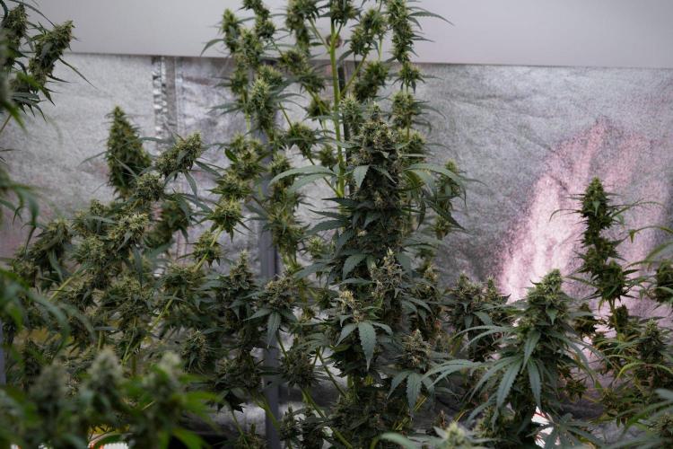 Pheno B Frosted Guava Auto By Zamnesia. Week 11 - Pheno B Frosted Guava Auto