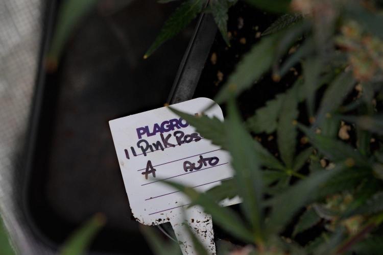 Pink Rosay Auto By Zamnesia Pheno A. Week 11 - Pink Rosay Auto  Pheno A 