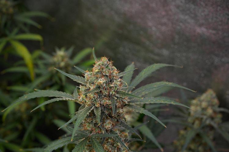 Pink Rosay Auto By Zamnesia Pheno A. Week 11 - Pink Rosay Auto  Pheno A 