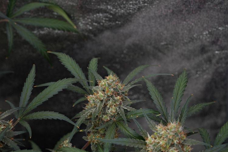 Pink Rosay Auto By Zamnesia Pheno A. Week 11 - Pink Rosay Auto  Pheno A 